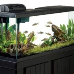 How to set up a new Aquarium tank