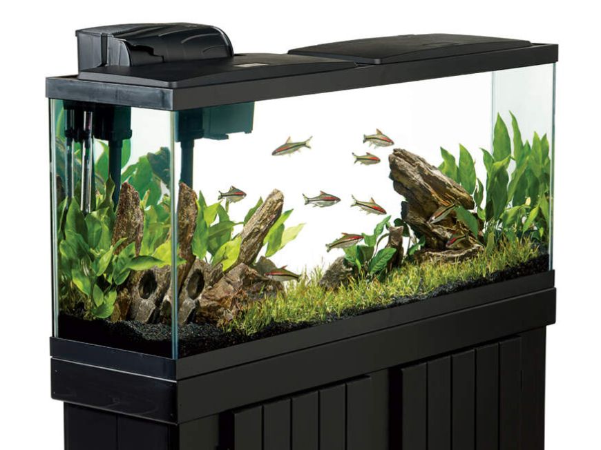 How to set up a new Aquarium tank