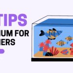 12 Aquarium Tips for Beginners