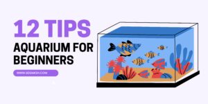 12 Aquarium Tips for Beginners